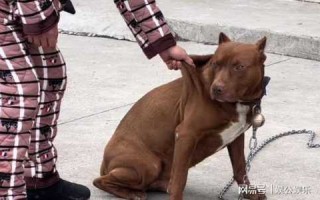 恶霸犬多少钱一只，恶霸犬多少钱一只图片？