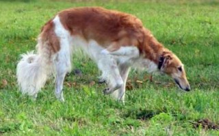 米格鲁猎兔犬多少钱一只？米格鲁猎兔犬体重是多少斤？