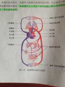 血液回流小游戏攻略(血液是怎样在人体内流动的？)-第2张图片