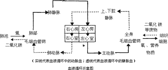 血液回流小游戏攻略(血液是怎样在人体内流动的？)-第3张图片